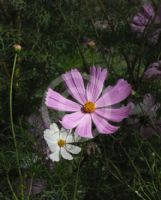 Cosmos bipinnatus