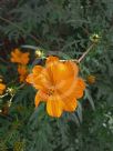 Cosmos sulphureus