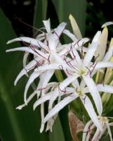 Crinum pedunculatum