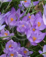 Crocus tommasinianus