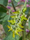 Crotalaria cunninghamii