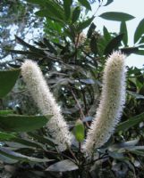 Cunonia capensis