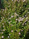 Cuphea hyssopifolia