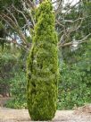 Cupressus sempervirens Swane's Gold