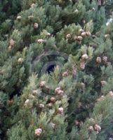 Cupressus sempervirens