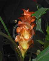 Curcuma roscoeana