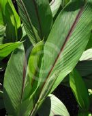 Curcuma rubescens