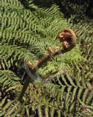 Cyathea australis