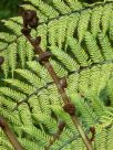 Cyathea leichhardtiana