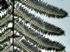 Cyathea medullaris