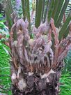Cycas rumphii
