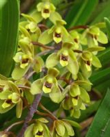 Cymbidium suave