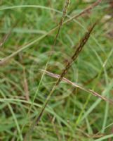 Cymbopogon refractus