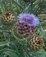 Cynara cardunculus