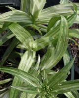 Cyperus albostriatus Variegatus