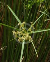 Cyperus textilis