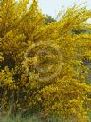 Cytisus scoparius