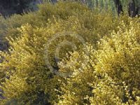 Cytisus praecox Warminster