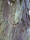 Dacrydium cupressinum