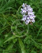 Dactylorhiza fuchsii