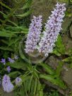 Dactylorhiza fuchsii