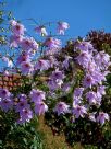 Dahlia imperialis