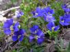 Dampiera diversifolia