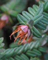 Darwinia citriodora