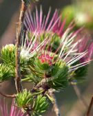 Darwinia fascicularis