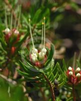 Darwinia procera