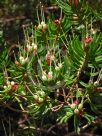 Darwinia procera