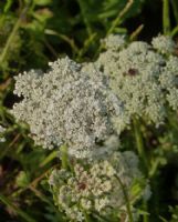 Daucus carota carota