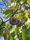 Davidia involucrata