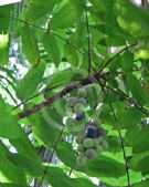 Davidsonia pruriens
