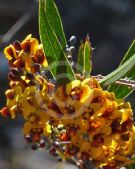 Daviesia corymbosa