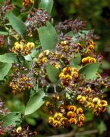 Daviesia latifolia