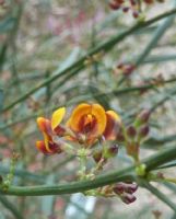 Daviesia leptophylla