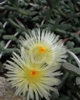 Delosperma lehmanii