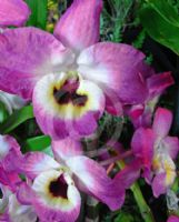 Dendrobium Soft Cane