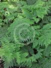 Dennstaedtia davallioides