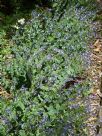 Derwentia perfoliata