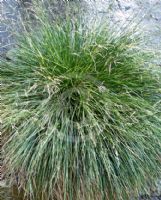 Deschampsia cespitosa