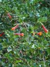 Desfontainia spinosa