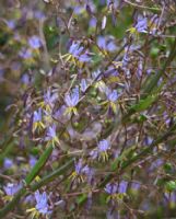 Dianella longifolia