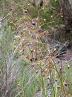 Dianella longifolia