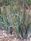 Dianella prunina Utopia