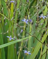 Dianella revoluta