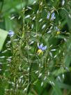 Dianella tasmanica