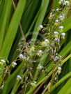 Dianella tasmanica