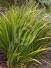 Dianella tasmanica